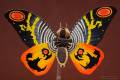 Revoltech Mothra - Mothra 